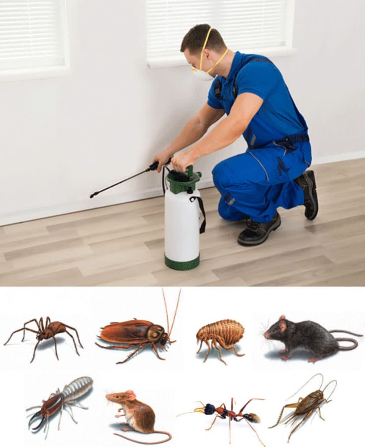 Chemical-Free Pest Control for Warehouses