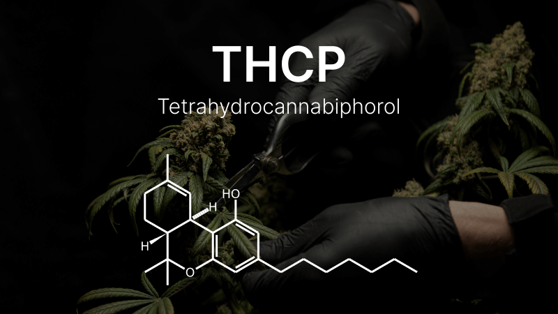 Unveiling the Potential: The Health Benefits of THCP